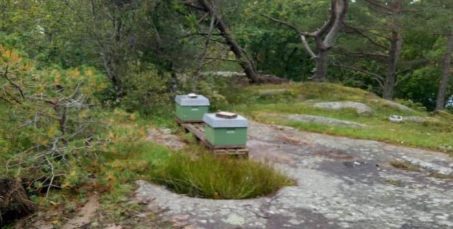 To honningkuber står ute i terrenget.