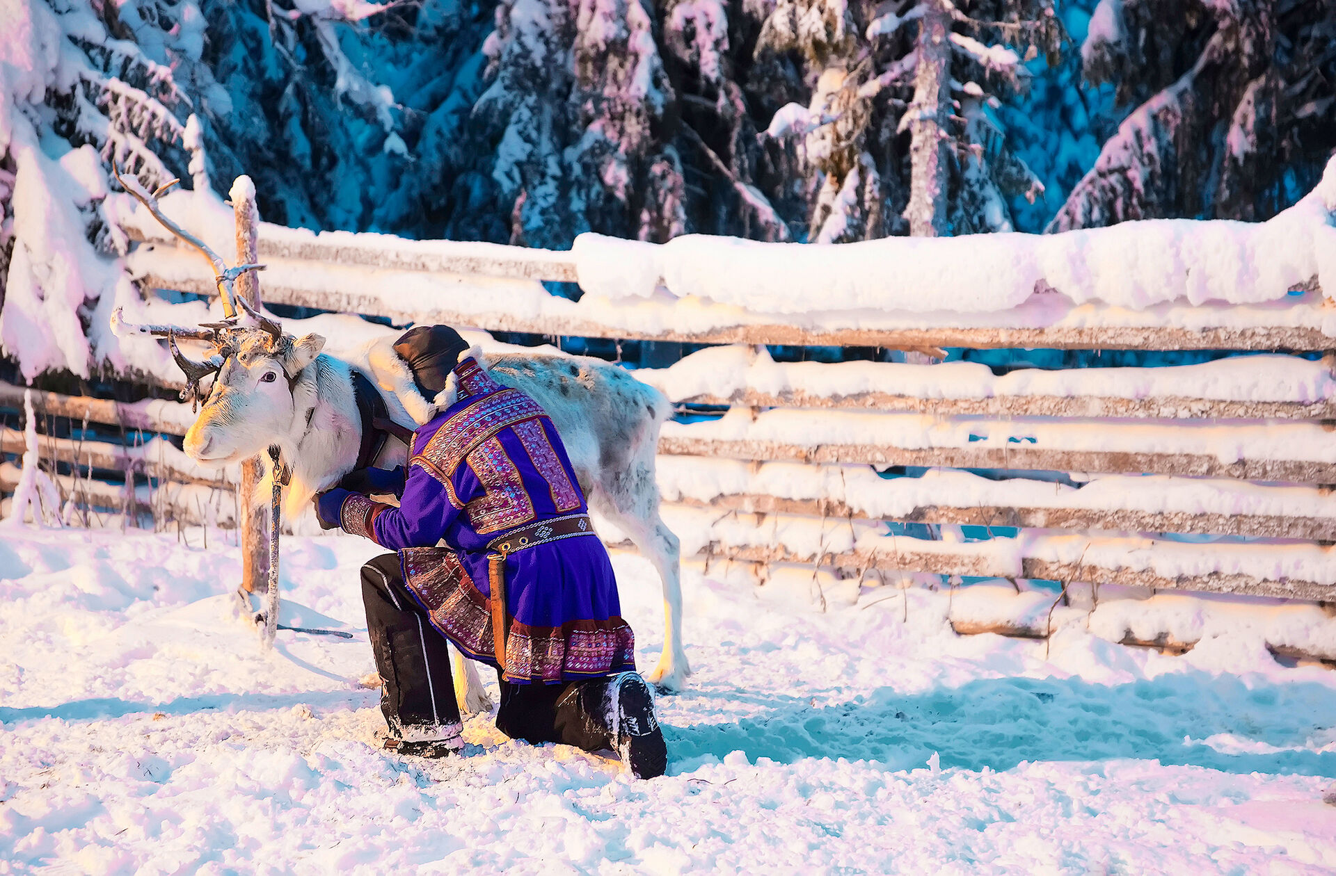 Man i samedrakt med reinsdyr. Vinter.