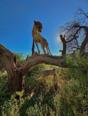 Leopard mot blå himmel