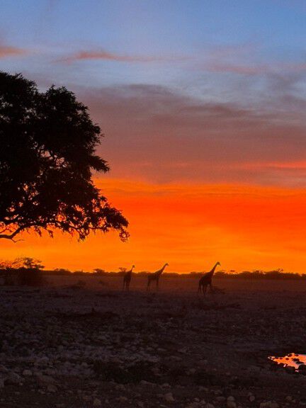 giraffer rød solnedgang aksaietre