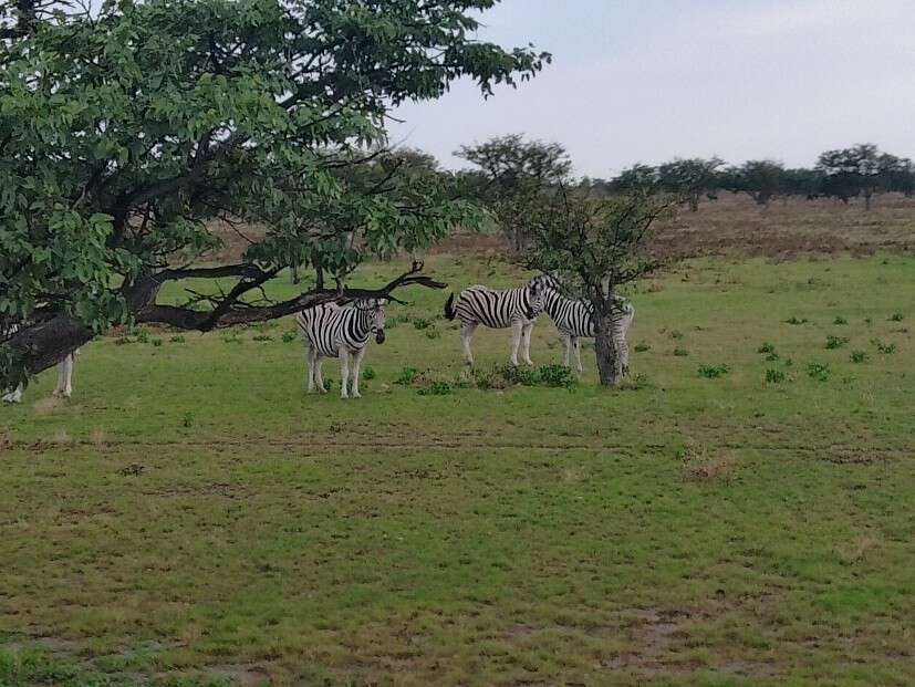zebraer gress himmel trær