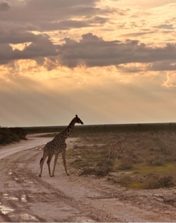 solnedgang giraff buskørken