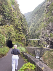 vegetasjon ravine elv bro fjell vei student